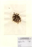 藏品(網胰藻)的圖片
